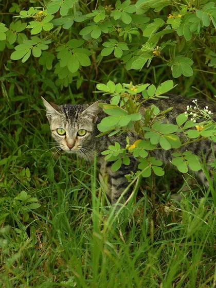 A moment of stealth in my hometown. This wild cat, partially hidden by the grass, looks directly at the camera, showcasing its cautious and alert nature.
