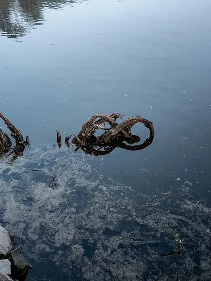 The twisted roots of a tree submerged in the water, creating an abstract, almost serpentine shape. There is beauty to be found everywhere, even in decay.