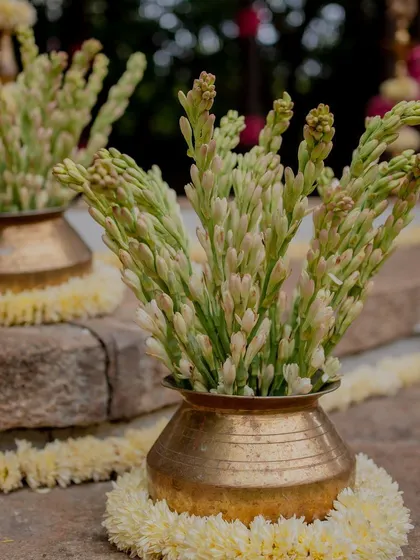 Tuberose flowers in traditional brass pots.