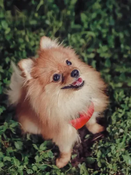 This fluffy Pomeranian is looking up with the sweetest expression during an outdoor shoot. I get down on their level to capture the world from your pet's perspective.