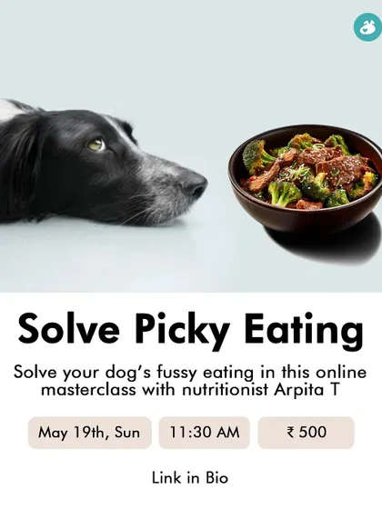 Is your dog a picky eater? Our online masterclass with a certified canine nutritionist tackles fussy eating habits. Learn how to make mealtime more appealing and ensure your dog gets the balanced nutrition they need.