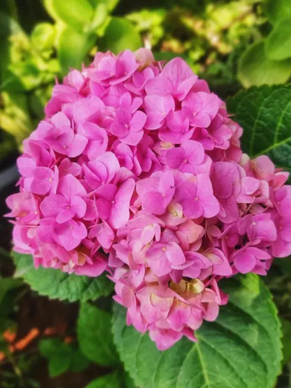 Another shot of the vibrant pink hydrangea.