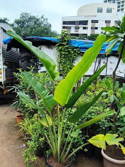 The Traveller's Palm, known for its incredible fan-like shape and the way it holds water for thirsty travelers. A truly iconic landscape plant.
