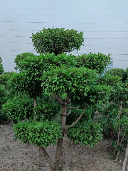 This multi-tiered topiary shows a more complex shaping technique. We can create custom designs like this to serve as a unique centerpiece for your lawn or entryway.