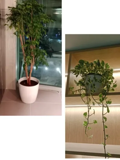 Plantscaping for an international bank. A tall Ficus tree is placed by a window to thrive in the light, while a trailing Pothos in an illuminated shelf adds a touch of green to the interior design.