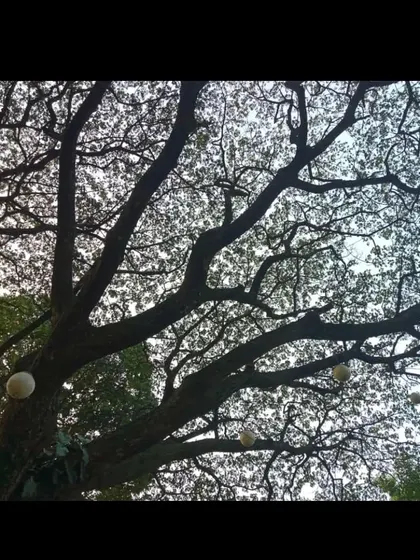 Looking up through the branches of one of our large, beautiful trees. The decorative lanterns hanging from the branches add a touch of whimsy to the natural canopy.