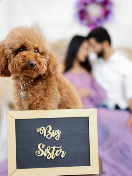 The whole family is getting ready for the new arrival, even the furry members. This adorable "Big Sister" announcement is a perfect way to include your beloved pet in the celebration.