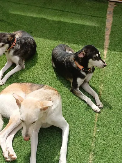 A trio of Indies lounging together on the turf. They have formed a strong bond and are often found sticking together like this.