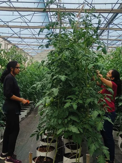 Two trainees work together to manage the vertical growth of our tomato plants. Our training emphasizes teamwork and practical problem solving.