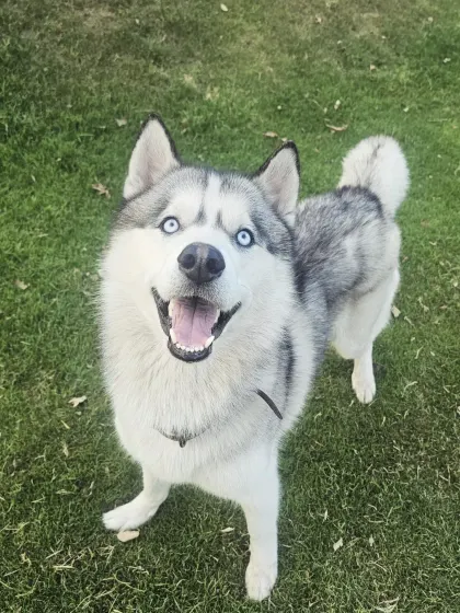 This beautiful husky is all smiles, enjoying the freedom of our large, grassy play area. We provide the perfect environment for active dogs to thrive.