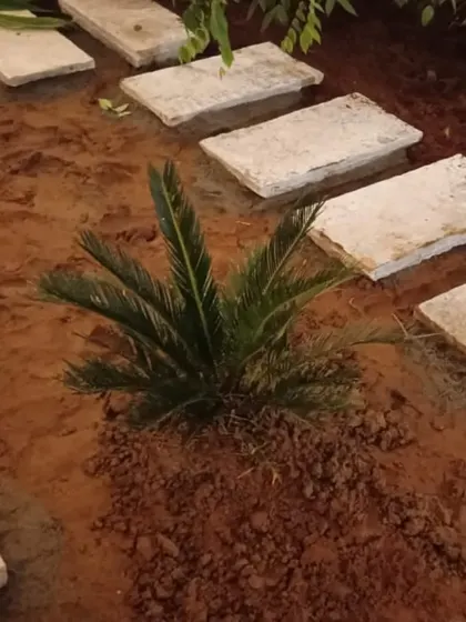 A new sago palm is planted as a centerpiece before the final hardscaping and ground cover are added.