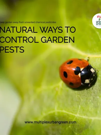 You can protect your garden without harmful chemicals. We advocate for natural pest control methods like companion planting, using sticky traps, and encouraging beneficial insects like ladybugs to keep pests in check.