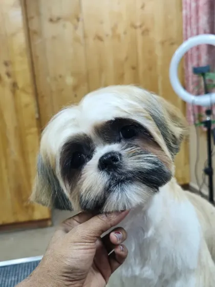A close-up of Coco's new face trim. A neat face makes a huge difference in their comfort and appearance.