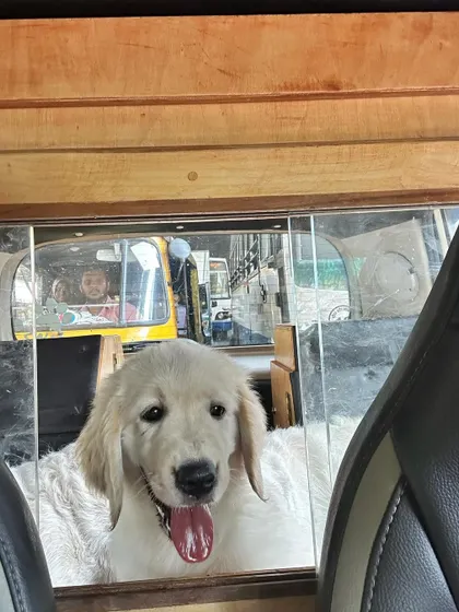 Introducing a new puppy, Pepper, to car travel. These images show the process of getting her comfortable sharing space with my older dogs in different vehicles, including an auto.