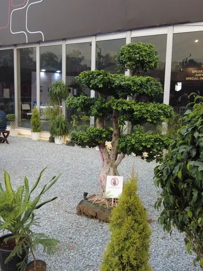 A beautiful bonsai tree from our collection, displayed as part of the landscaping we provided for the FOAID 2024 exhibition.