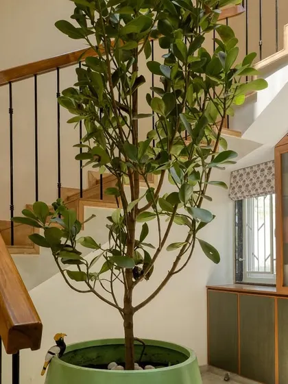 Bringing nature indoors with a tall Ficus tree in a vibrant green pot placed by a staircase. This simple addition adds life and a vertical element to the interior space.