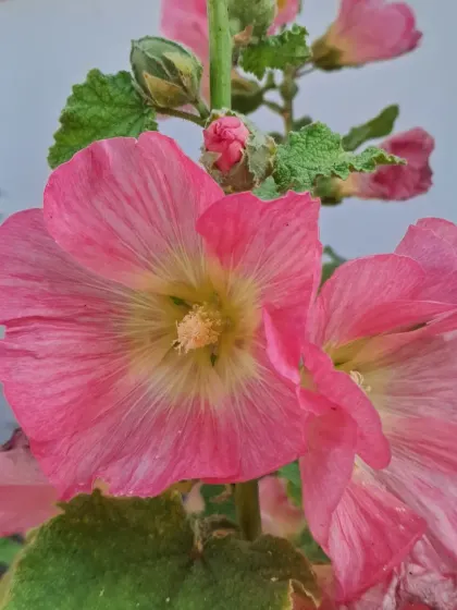 The beautiful center of a Hollyhock flower.