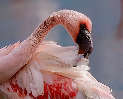 A detailed portrait of a lesser flamingo preening. The graceful curve of its neck and the intricate texture of its feathers are a study in natural design.