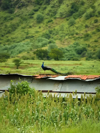 A peacock, India's national bird, perches on a rusty tin roof overlooking a field of crops. This was a lucky, candid sighting that captures the beauty of wildlife in a rural setting.