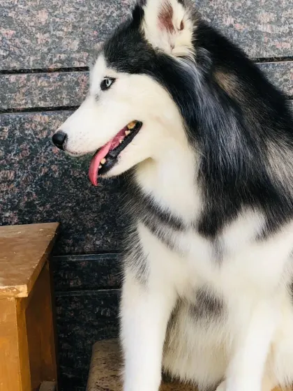 A Siberian Husky, looking alert and intelligent.