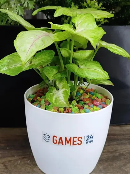 Another view of the Earth Day plant gift, showing the healthy Syngonium plant in a clean white pot.