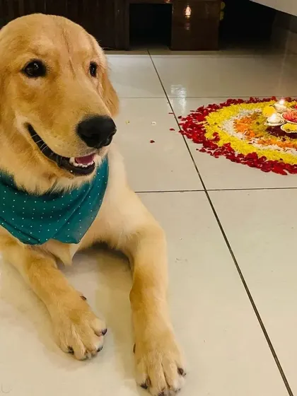 Say hello to Zen, a 7-month-old Golden Retriever who is as smart as he is handsome. He's joined us to channel his enthusiasm into learning new skills.