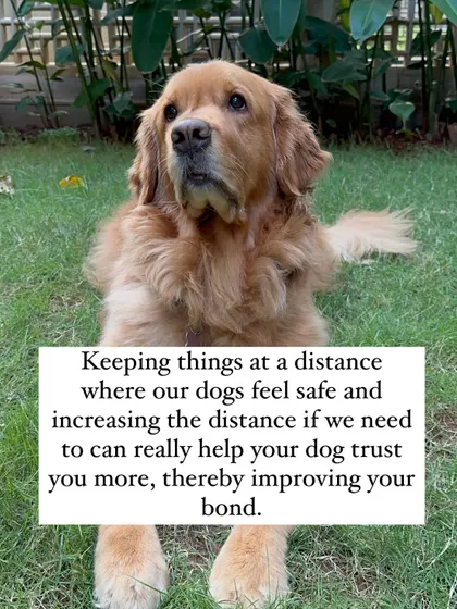 Keeping your dog at a safe distance from triggers and respecting their space is one of the fastest ways to build trust. When your dog learns you will protect them, your bond deepens significantly.