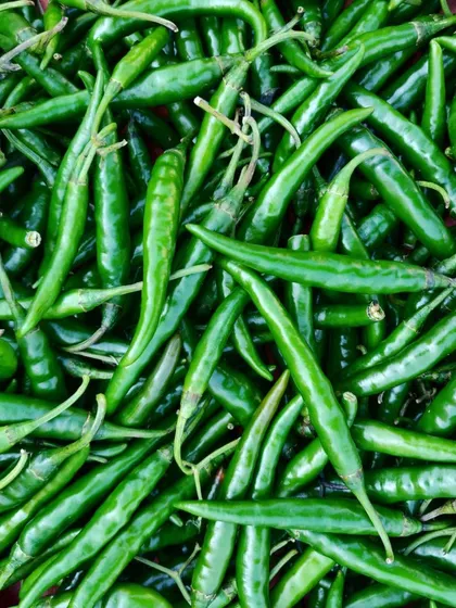A bounty of fresh green chillies. These are the star of my Green Chilli pickle, providing a fresh, sharp heat.