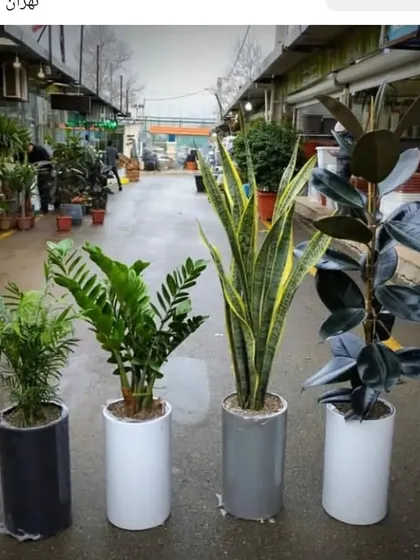 A classic indoor plant combination for any home or office. This set includes a Parlor Palm, ZZ Plant, Snake Plant, and Rubber Plant, all known for their air-purifying qualities.