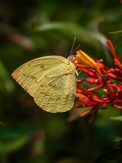 A Common Emigrant butterfly, with its soft yellow-green wings, delicately sips nectar from a red flower in Manali. The soft background bokeh makes the subject stand out beautifully.