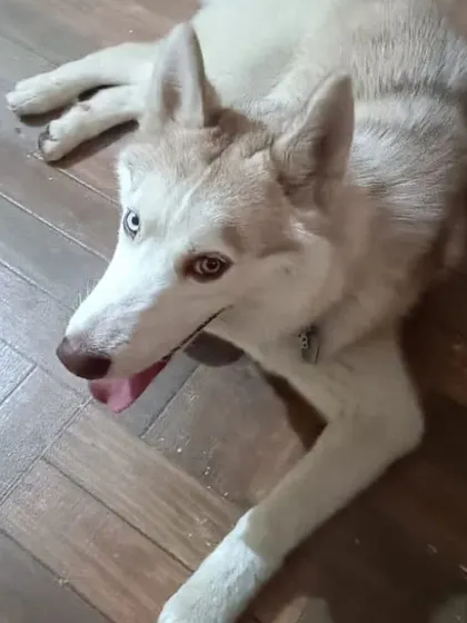 A husky relaxes on the floor, comfortable and at ease in the home environment.