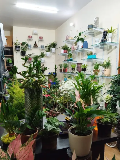 Step inside my store and you'll find plants everywhere. I've filled every corner, shelf, and surface with a diverse collection of greenery, from tiny succulents to large statement plants.