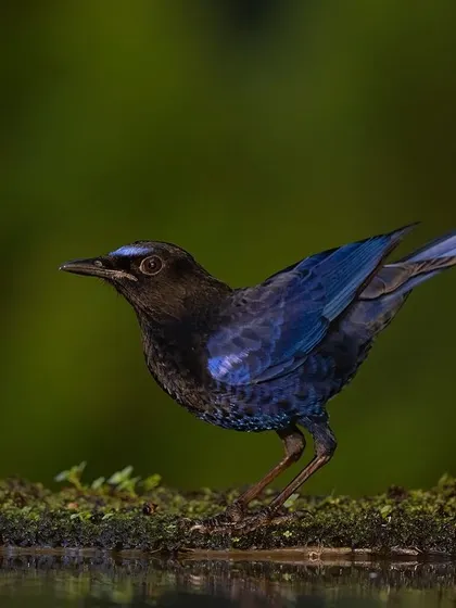The Malabar Whistling Thrush, also known as the "whistling schoolboy" for its human-like song.