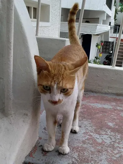 Payasam on the move. This friendly and affectionate cat is looking for a family to share his life with. He is available for adoption in Jayanagar.