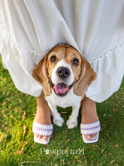 A playful shot of June the Beagle peeking out from under her mom's dress. These spontaneous, funny moments are often the best ones.