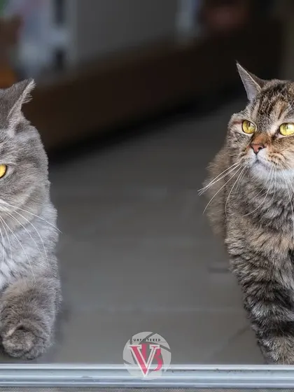 Two cats, one grumpy and one curious, observing the world from their window. A perfect snapshot of feline personalities.