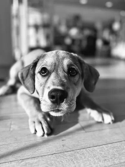 This soulful black and white shot captures the sweetness of Pouncie, a bootcamp graduate. We helped her overcome her fears and become a confident companion.
