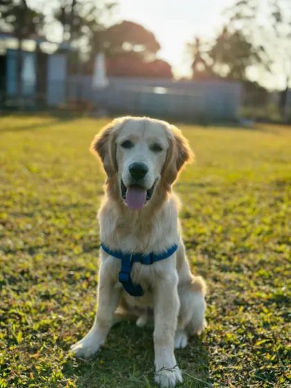 A beautiful, sunlit portrait of a young golden retriever, the epitome of a happy camper.