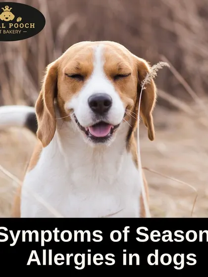 This happy beagle is a reminder to be aware of the symptoms of seasonal allergies in dogs. If you notice any issues, I can help with custom, hypoallergenic treats.