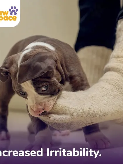 Increased irritability or nipping can be a sign of stress, fear, or a lack of socialization. We work on building your puppy's confidence and teaching gentle mouth control through positive reinforcement techniques.