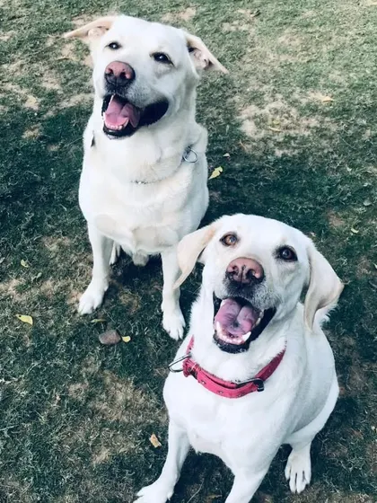 Our sunshines, a pair of beautiful white Labradors, are here to make your Sunday brighter.