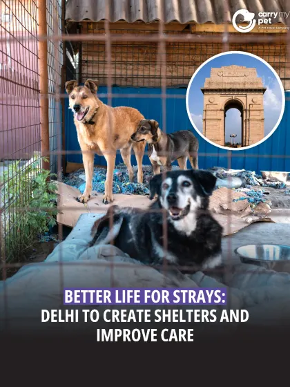 Delhi is taking a big step to improve care for strays by creating shelters in all 12 MCD zones. A committee will draft a plan, working with NGOs to address this long-standing issue.
