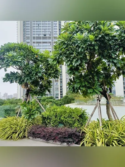 Two mature trees stand as sculptural elements on this urban terrace, with a dense underplanting of shrubs and groundcover. This demonstrates how I use established trees, even in rooftop settings, to create an immediate sense of permanence.
