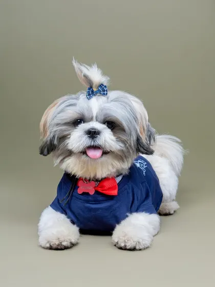 A perfectly groomed Shih Tzu looking sharp with a little top knot, bow tie, and smart blue shirt.