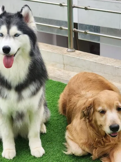 A Husky and a Golden Retriever, a classic friendship at our boarding.
