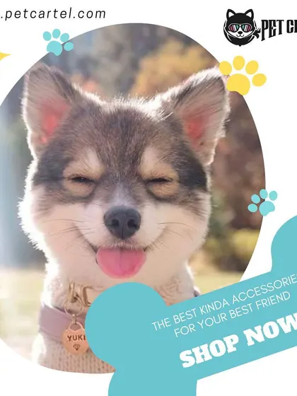 A happy pet is a well-cared-for pet. We provide the best kinds of accessories and supplies to keep your best friend smiling.