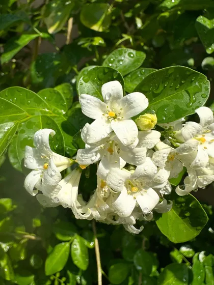 The vibrant green leaves provide a perfect backdrop for the bright white Jasmine flowers. This is a classic, beautiful plant that I love recommending to clients.
