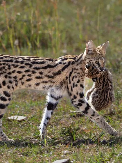 A rare and lucky sighting of a Serval cat carrying its tiny kitten to a new location. Encounters with smaller, more secretive cats are always a special treat on safari.