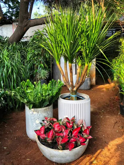 Sleek, modern, and oh-so-chic. These concrete pots in minimalist shapes are the perfect addition to any contemporary setting, adding an edgy, industrial flair.