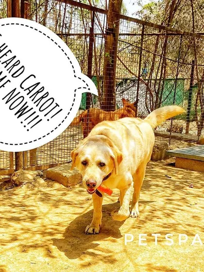 This is Cheenu, a 10-year-old lab who absolutely loves carrots! We cater to all special dietary needs and quirks, ensuring every dog feels right at home.
